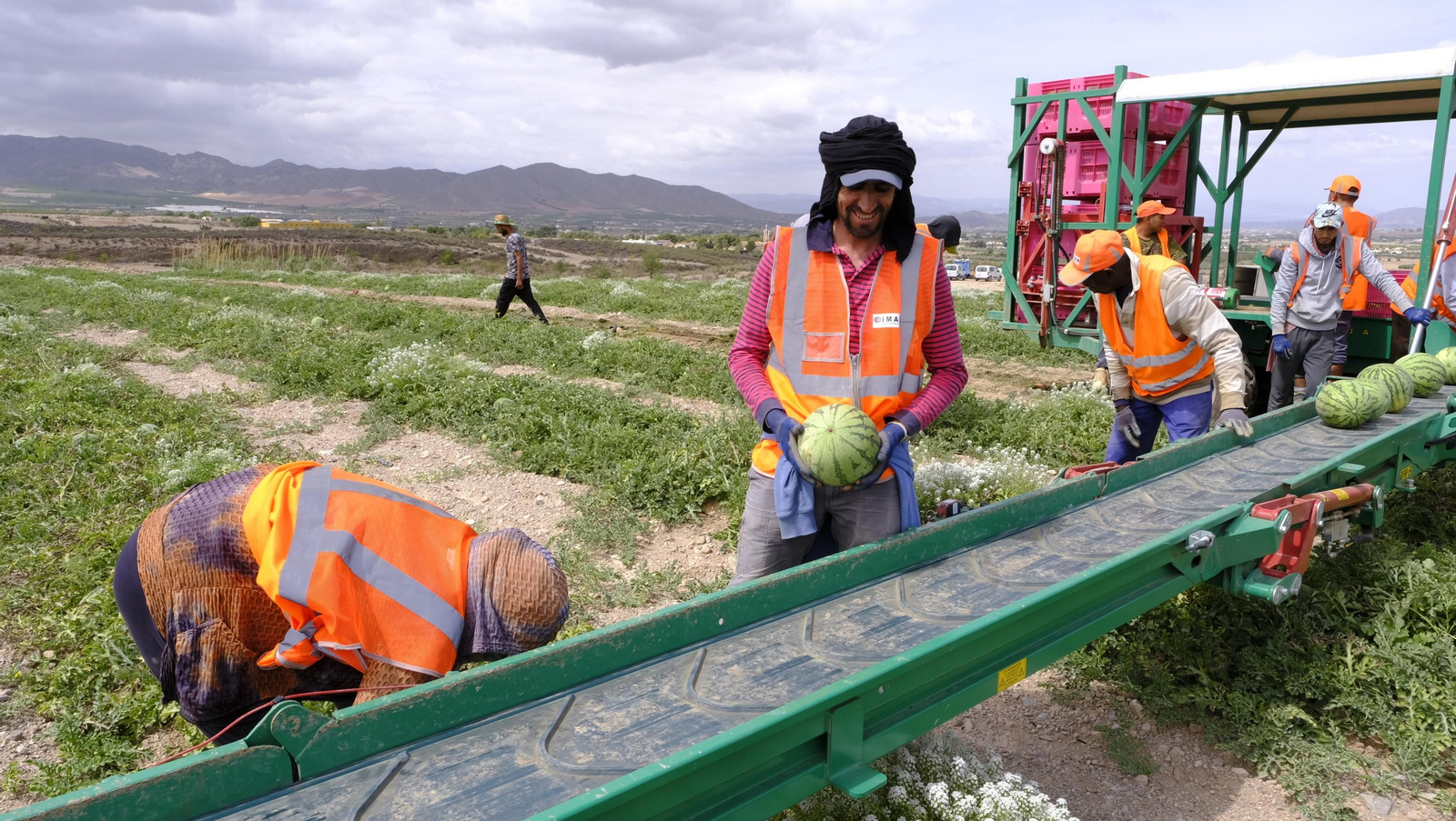 La sandía y el melón de Huércal Overa, manjares en imágenes