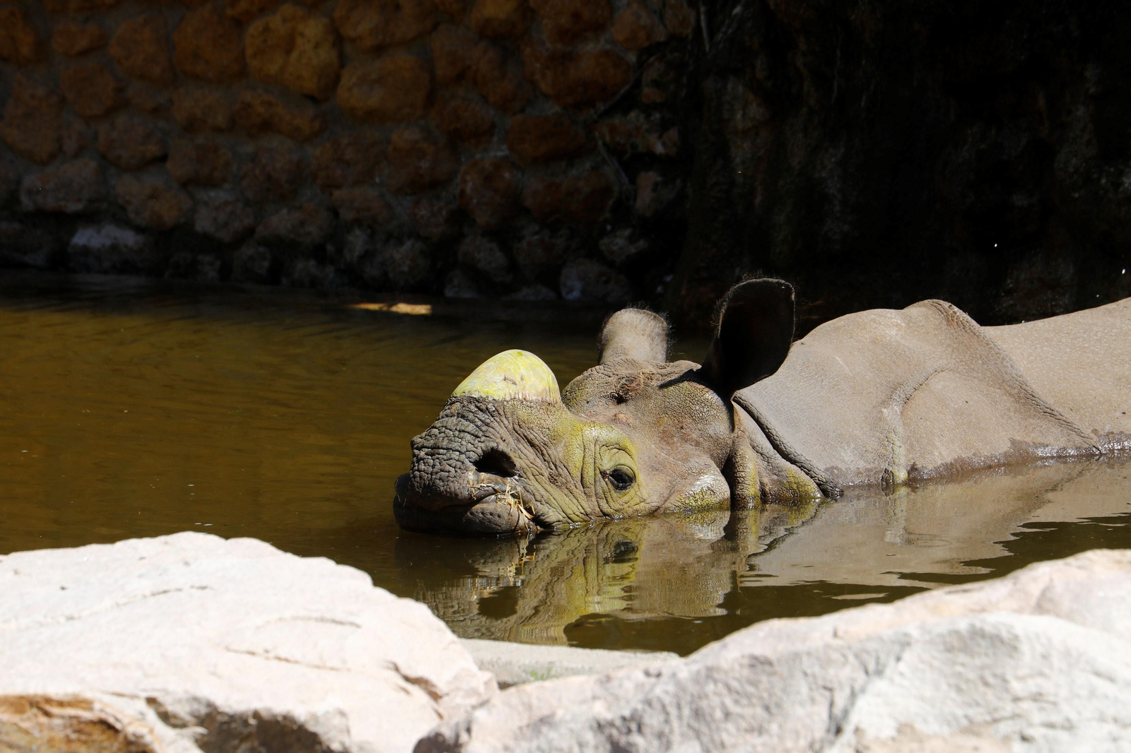 Así es Manas, el rinoceronte indio del Zoo de Córdoba