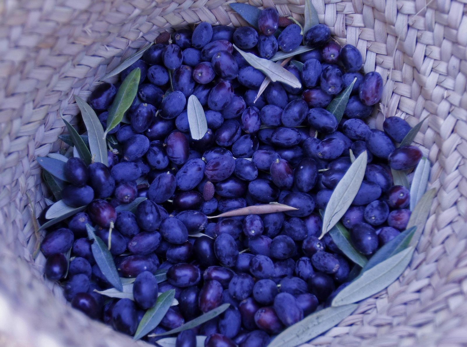 Reportaje sobre el aceite de oliva