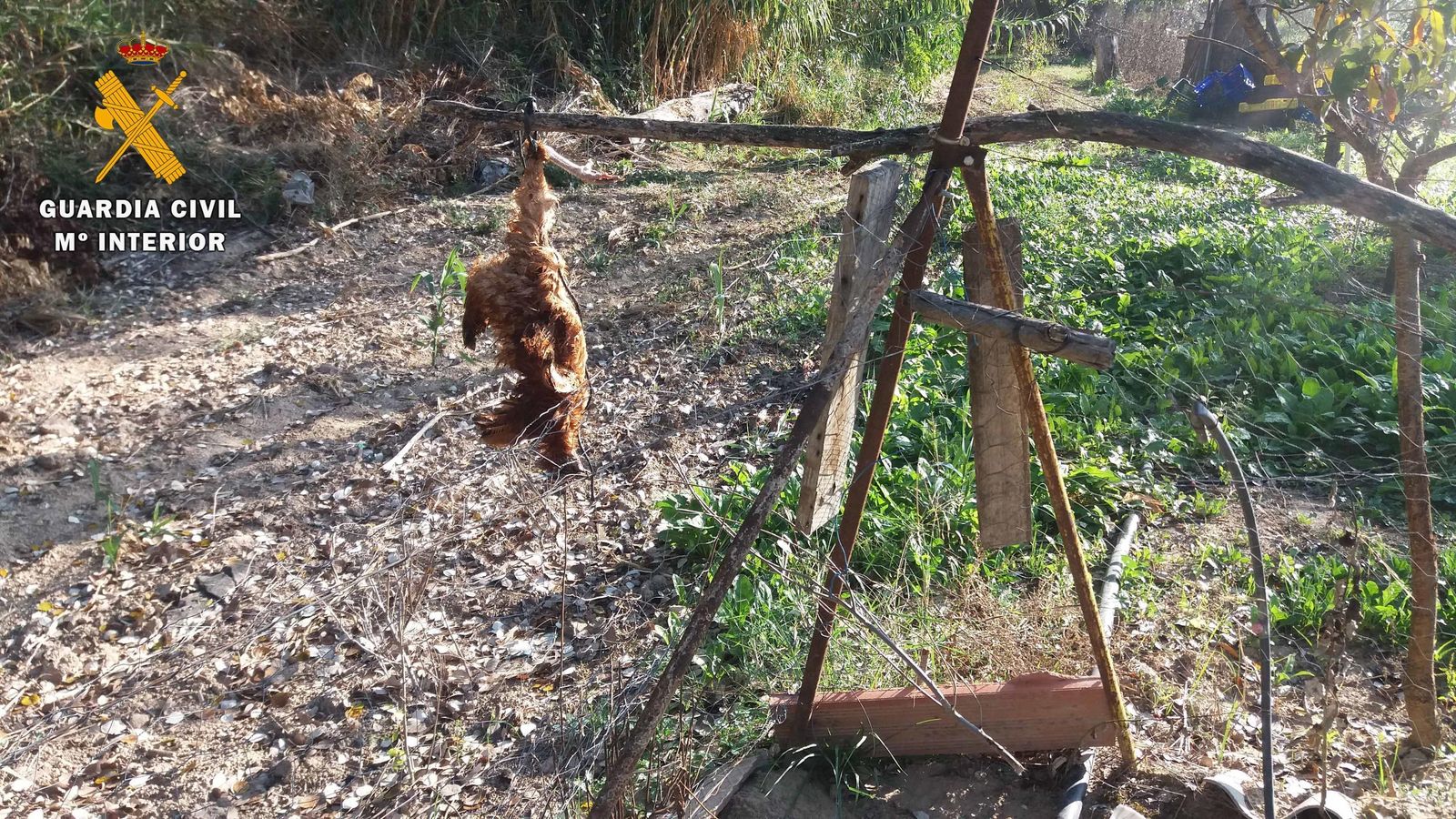 Señuelo utilizado para atrapar a depredadores.