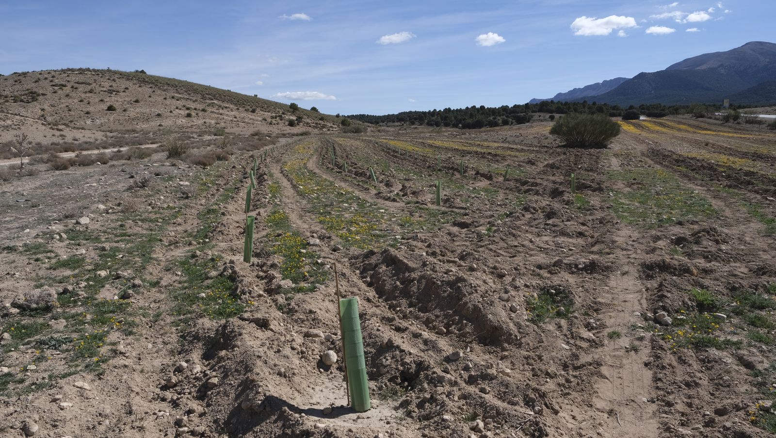 Cajamar pone 'la primera planta' para la reforestación de Sierra María-Los Vélez