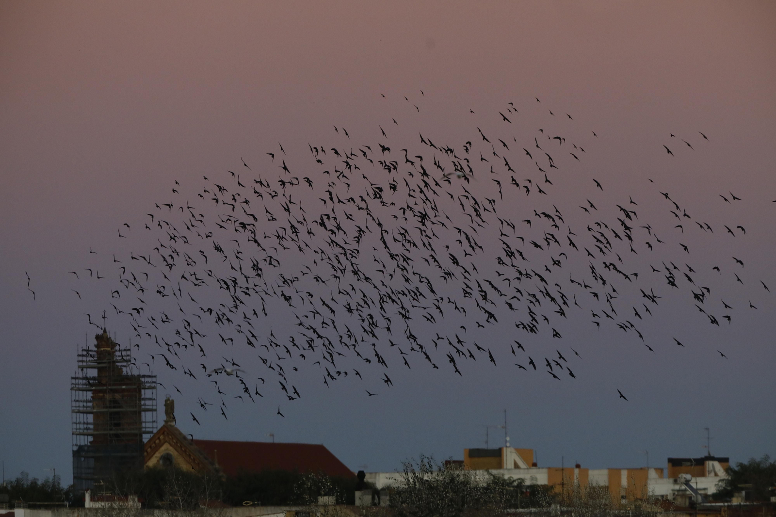 Las aves que habitan en Los Sotos de la Albolafia de Córdoba, en fotografías