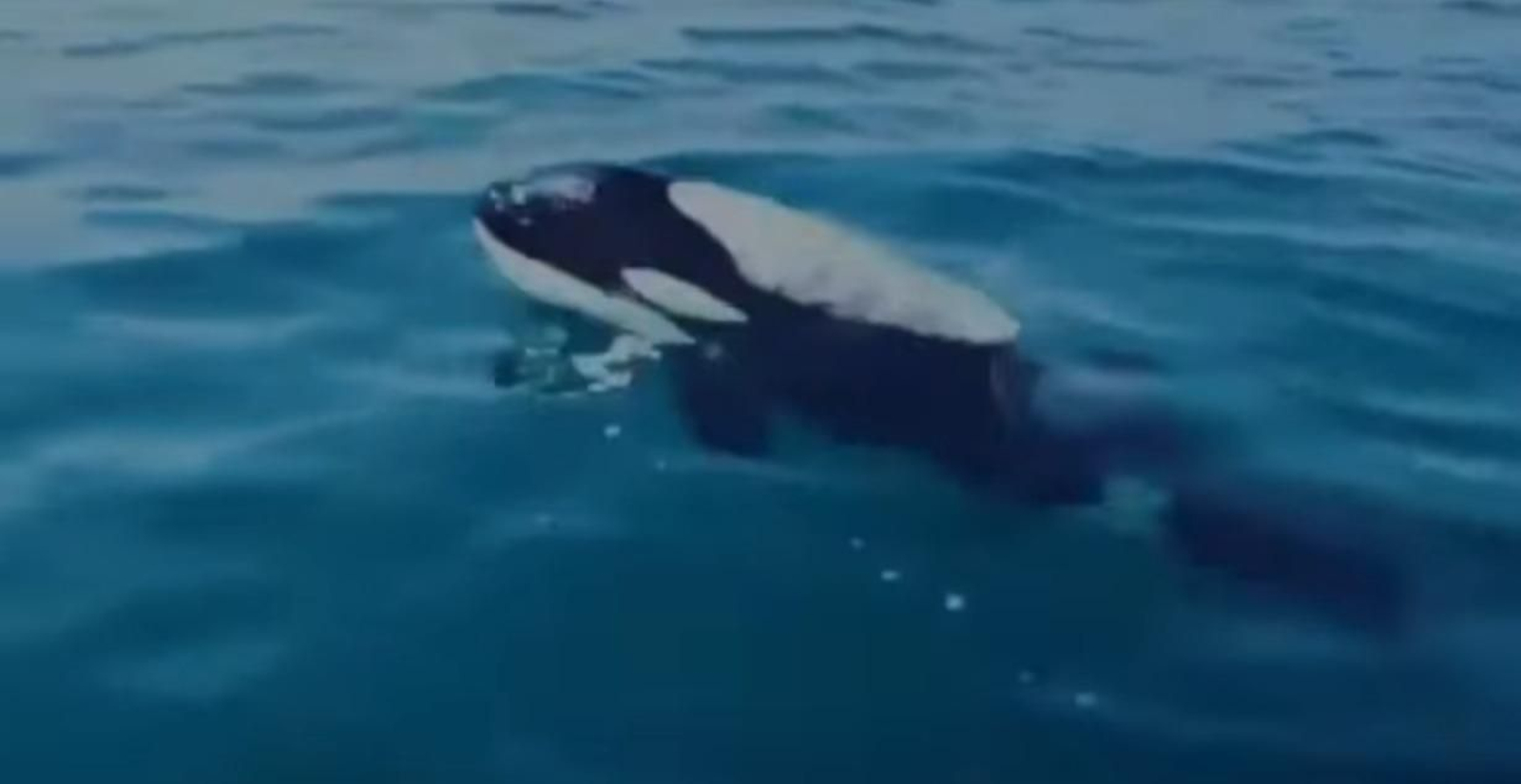 Una orca se deja ver en Huelva.