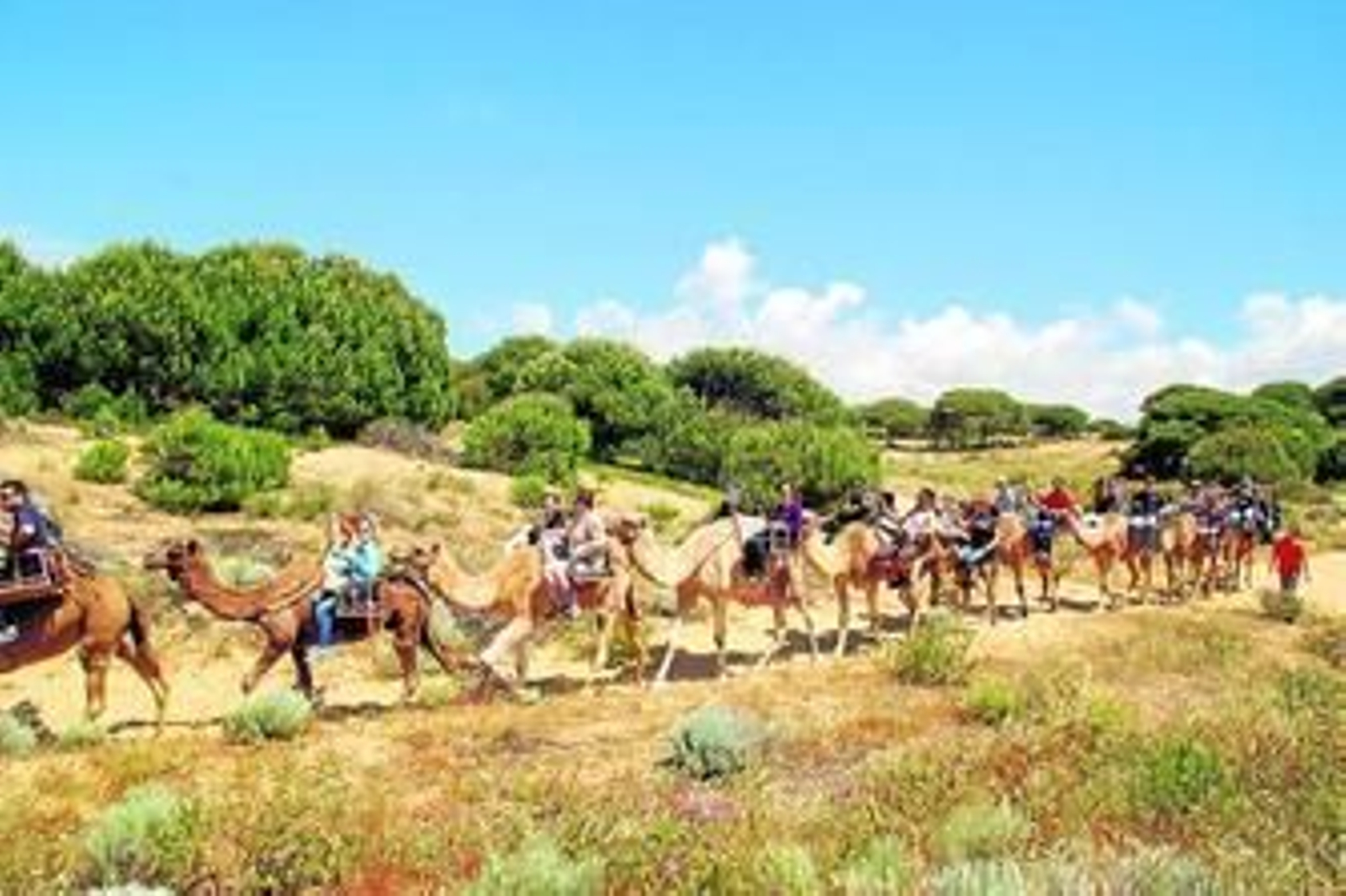 Veraneantes pasean por las dunas a lomos de dromedarios en una excursión organizada por Aires Africanos.