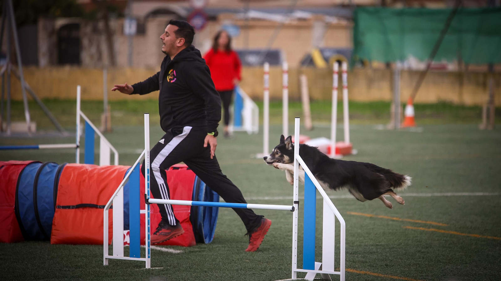 Habilidad canina en la prueba puntuable para el Campeonato de España de 'Agility' celebrado en Jerez Espectaculares las pruebas de disciplina canina puntuables para el Campeonato de España de Agility