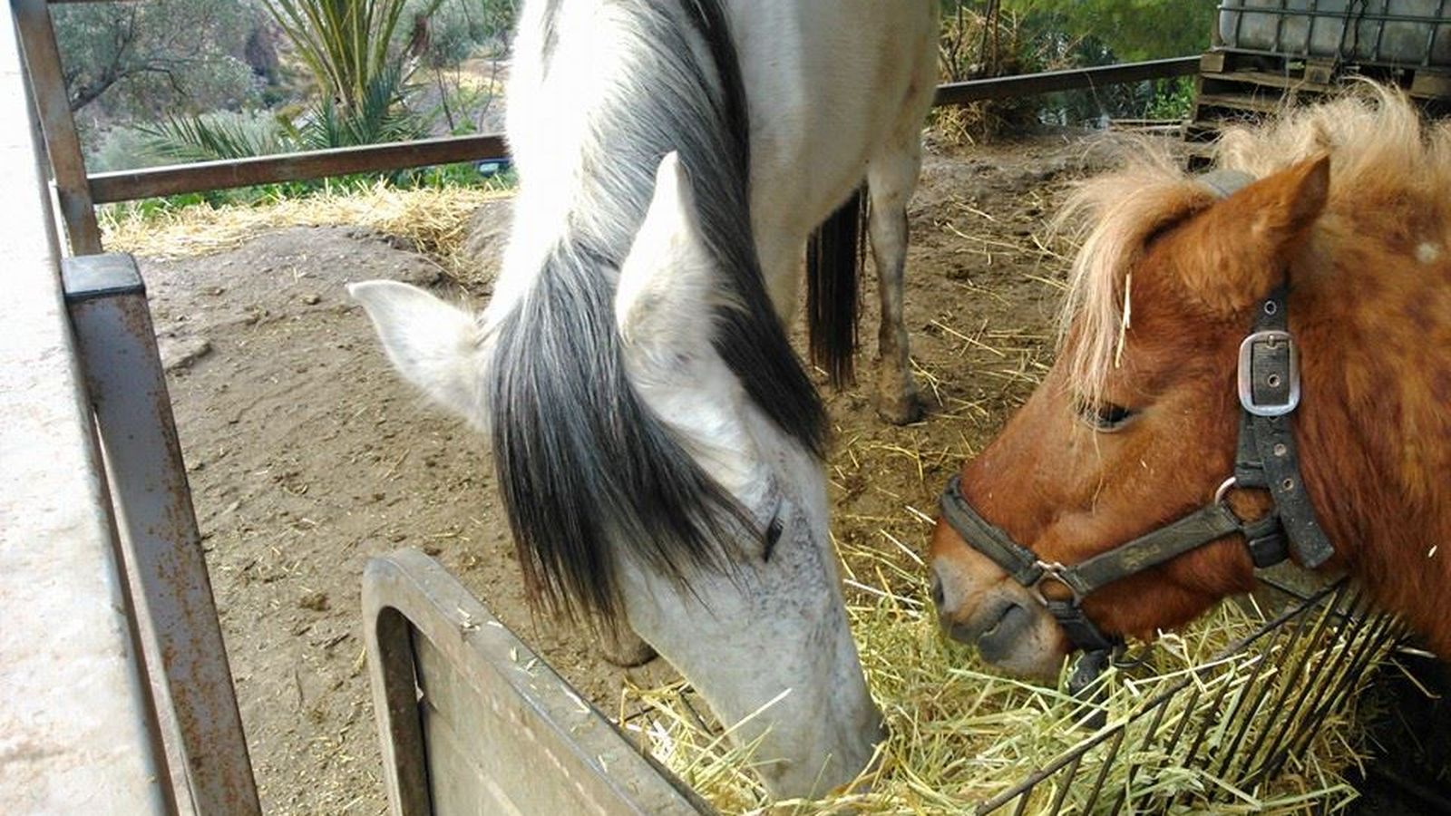Dos de los caballos que forman parte de la plantilla de animales de la granja.