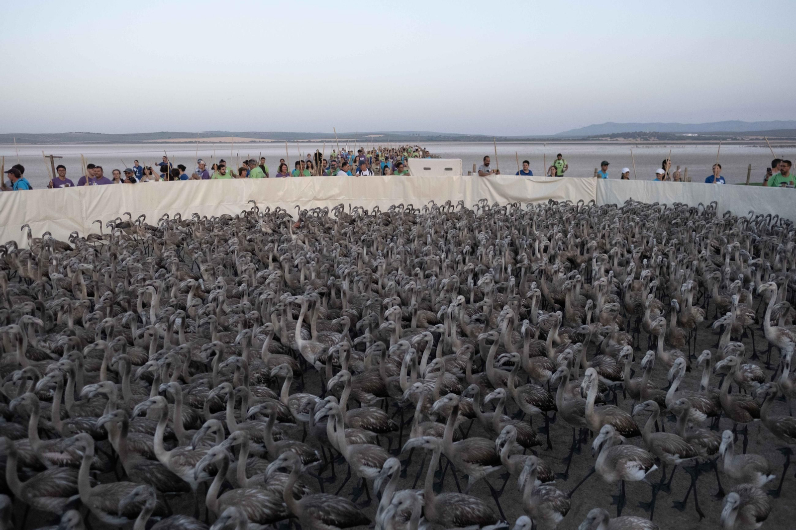 Anillamiento de flamencos en la Laguna de Fuente de Piedra, en imágenes