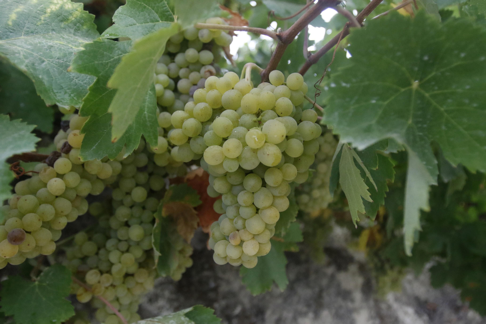 La vendimia en Montilla-Moriles, en fotografías
