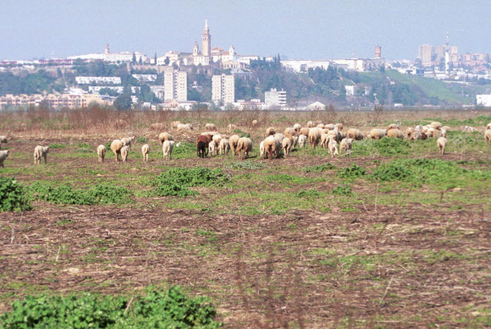 Espadas busca con la Junta una fórmula jurídica para que Tablada sea un parque