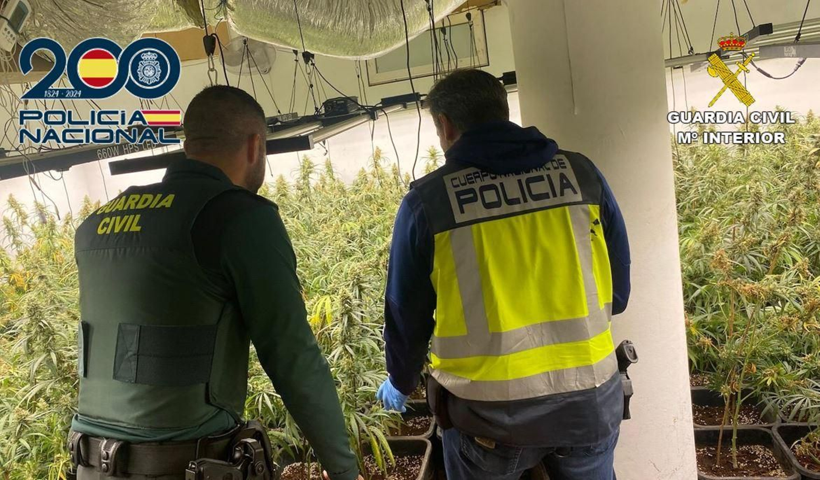 Imagen de los agentes de la Policía Nacional y de la Guardia Civil en una plantación de marihuana