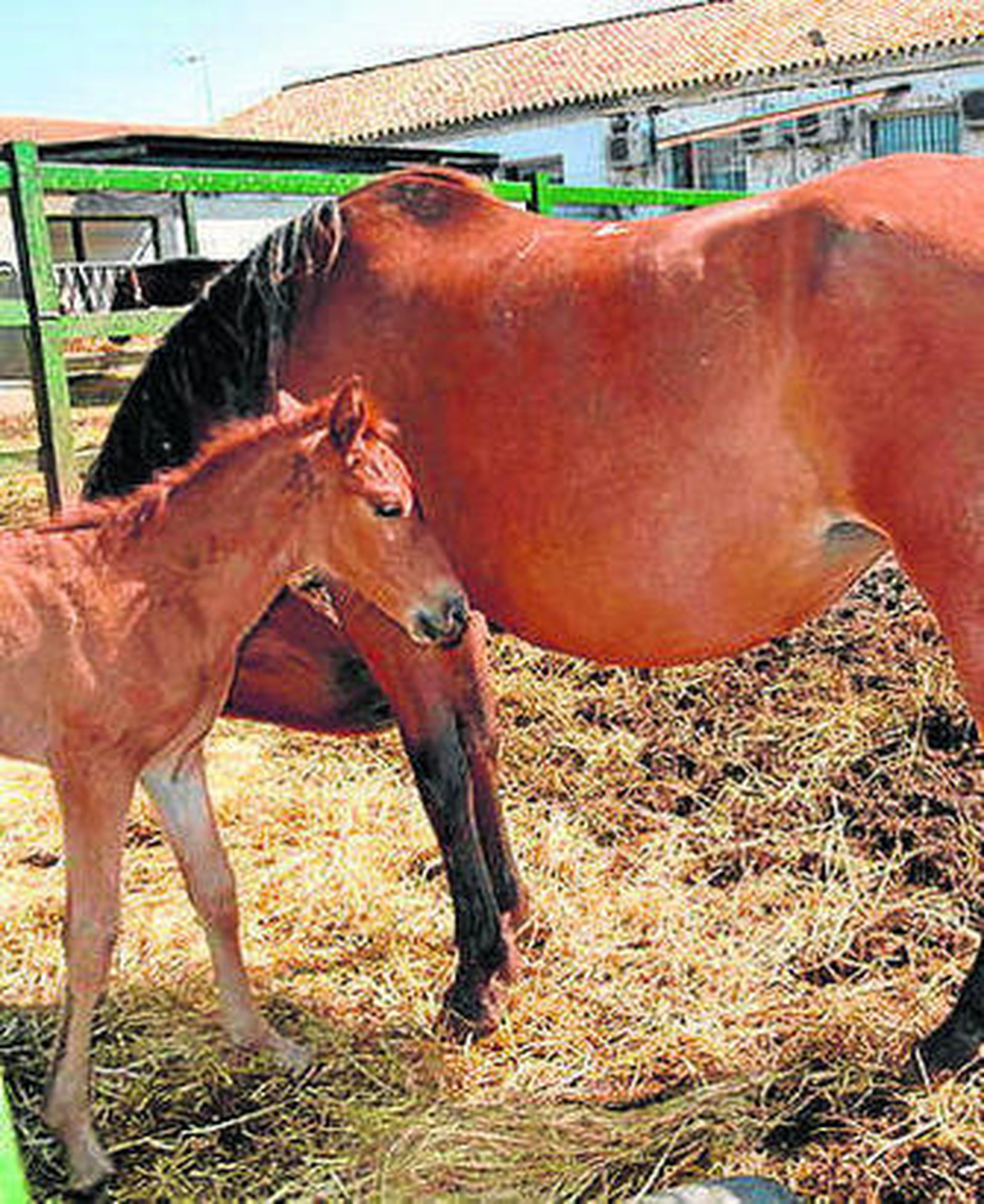 Durante tres meses el Cortijo de Cuarto han acogido la parada de sementales del Centro Militar de Cría Caballar de Jerez de la Frontera.