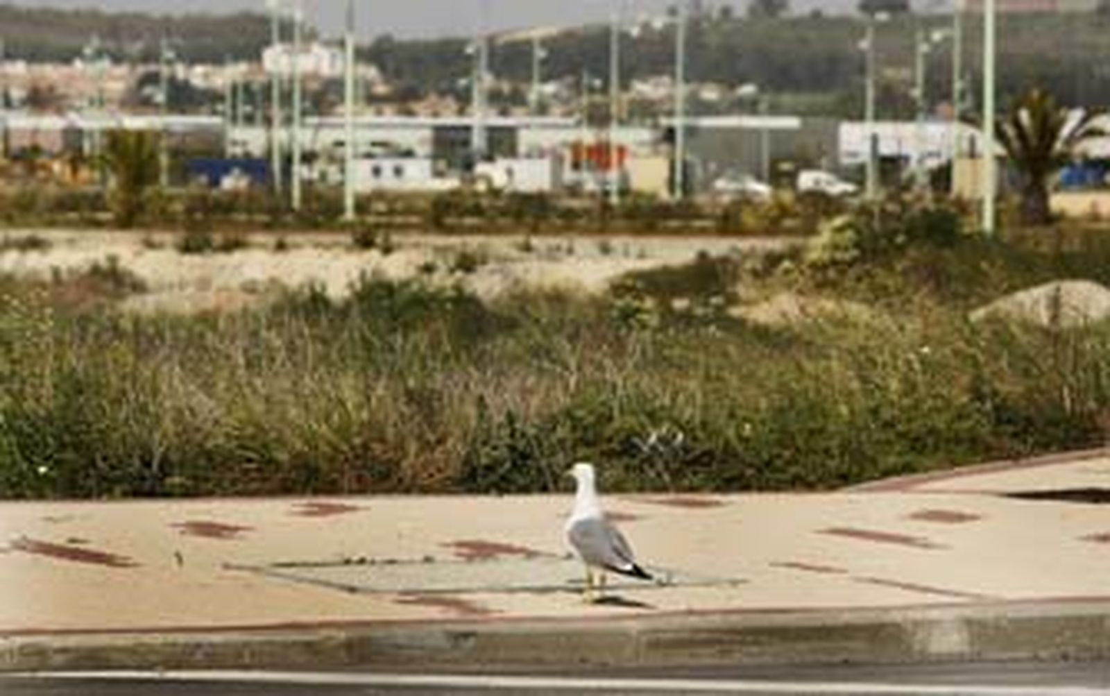 Vista parcial del polígono Las Salinas de Poniente. /Fito Carreto