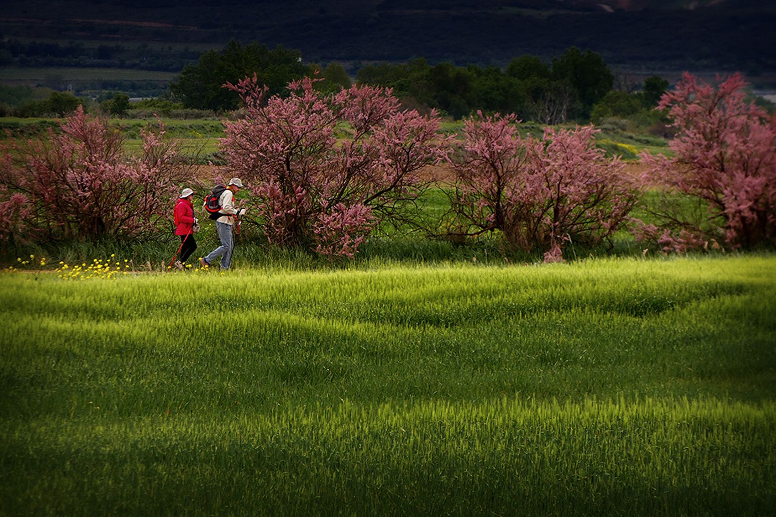 La fotografía ‘En la primavera’, de Ángel Benito, tercer premio en categoría general.