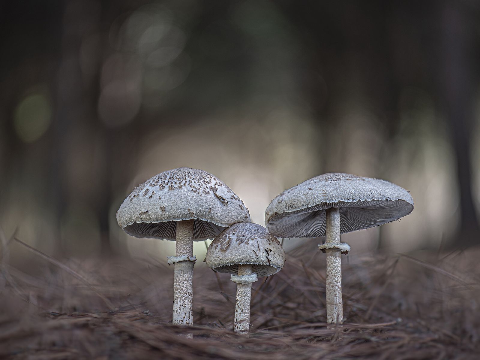 1er Premio JCM - Macrolepiota excoriata.