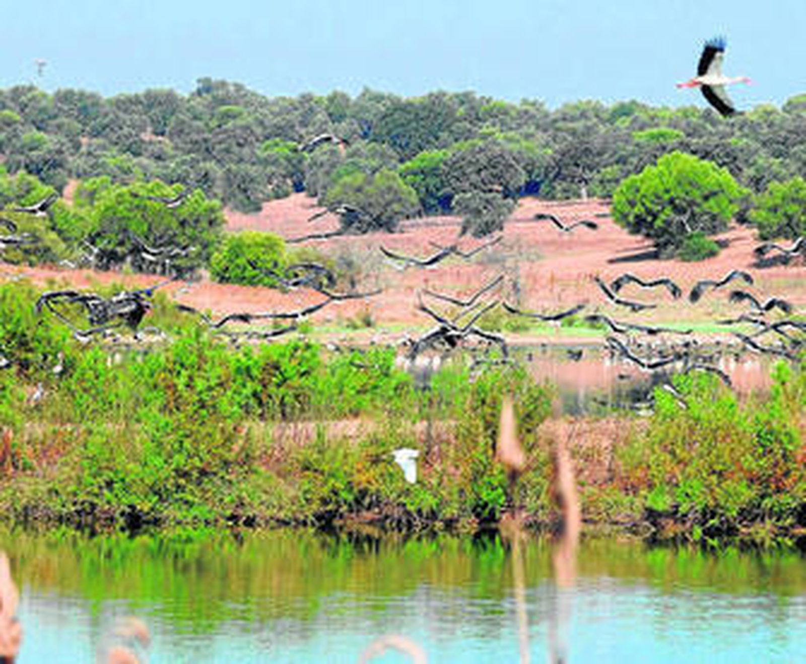Una bandada de cigüeñas revolotea y reposa en una charca del Campo de Gibraltar, después de cruzar el Estrecho.