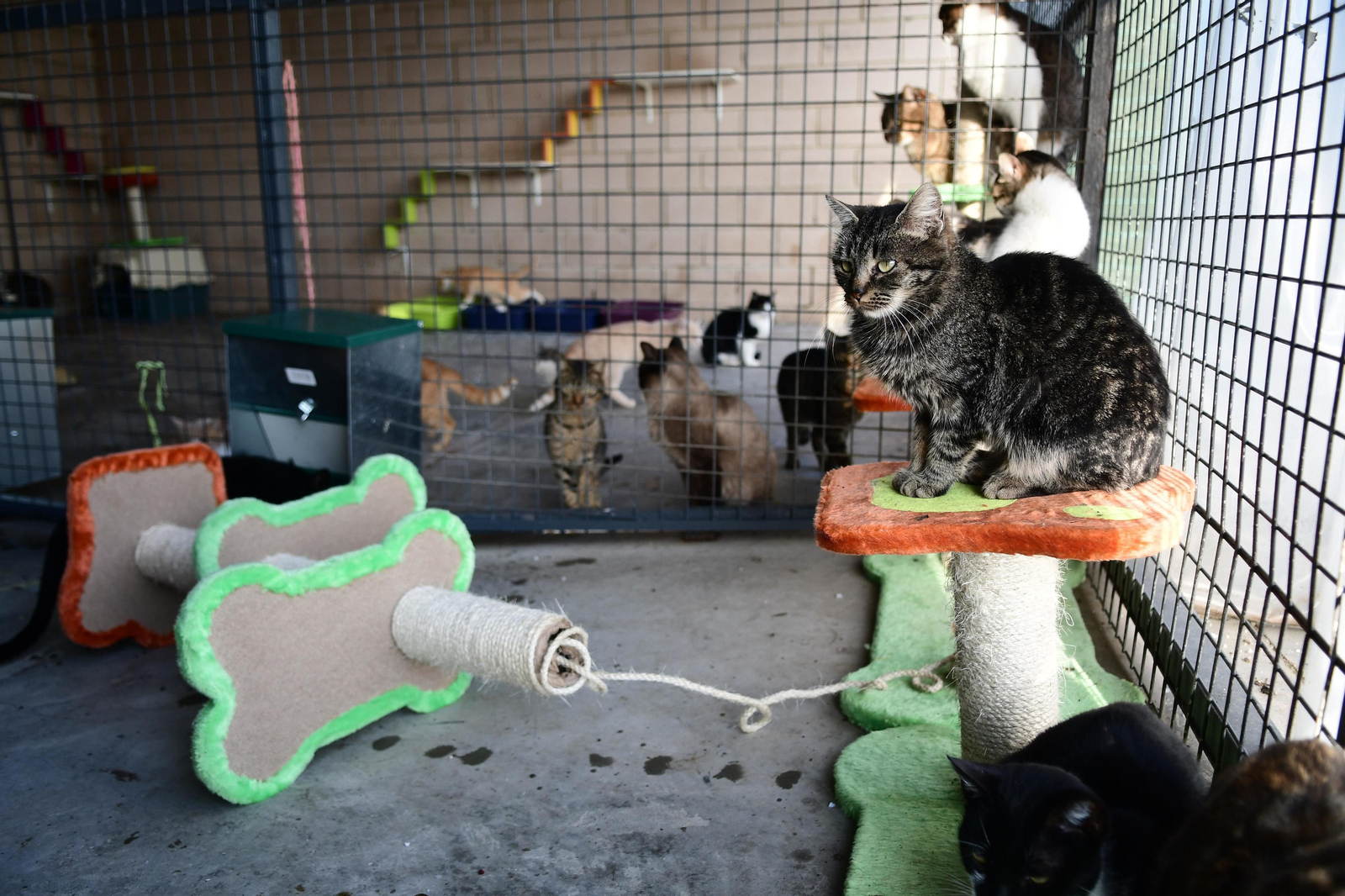 Mascotas que esperan dueño en las perreras de Sadeco