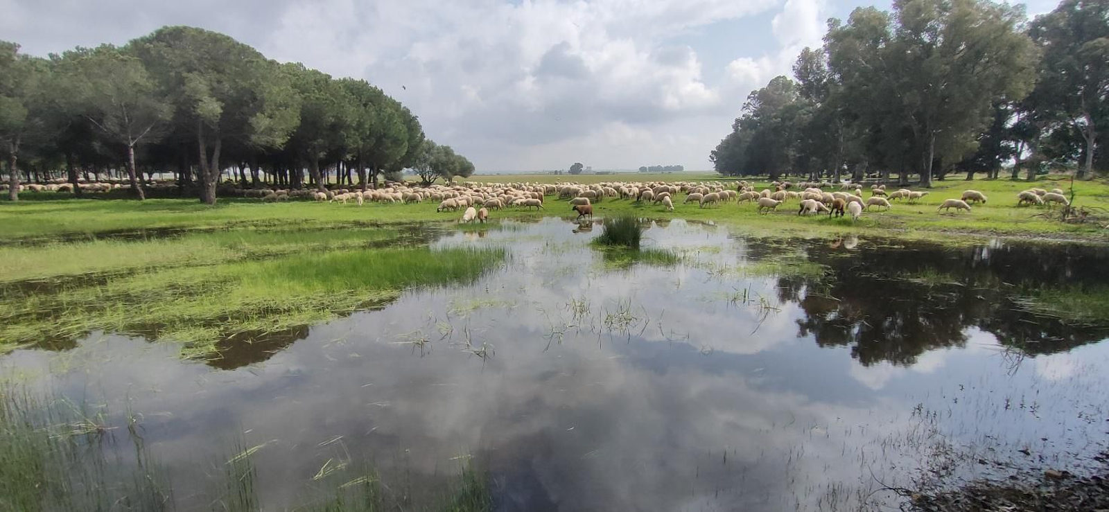 Las lagunas de Sevilla Este que se reclama formen parte del Anillo Verde y Azul de Sevilla