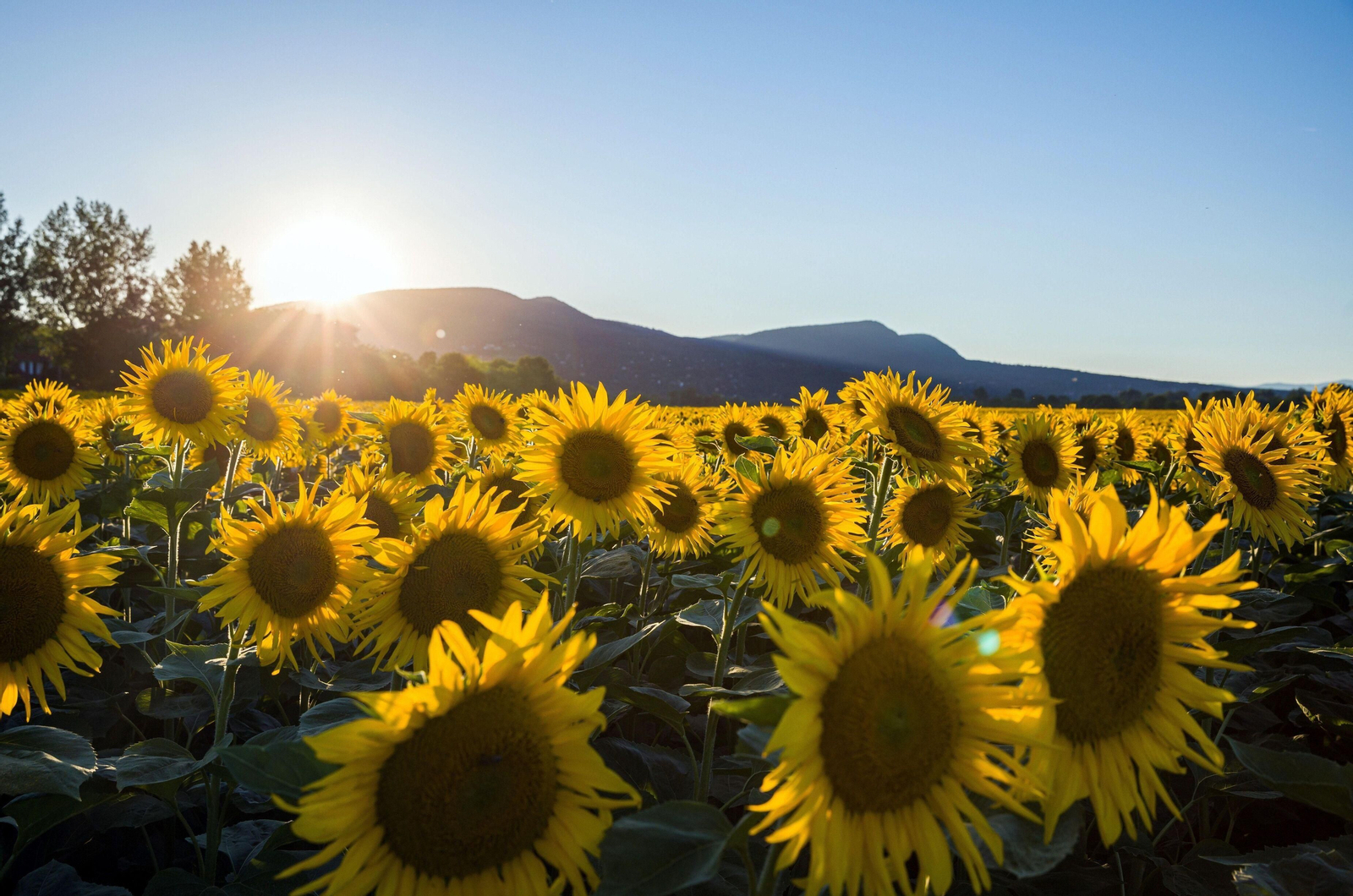 Campo de girasoles. Campo de girasoles.