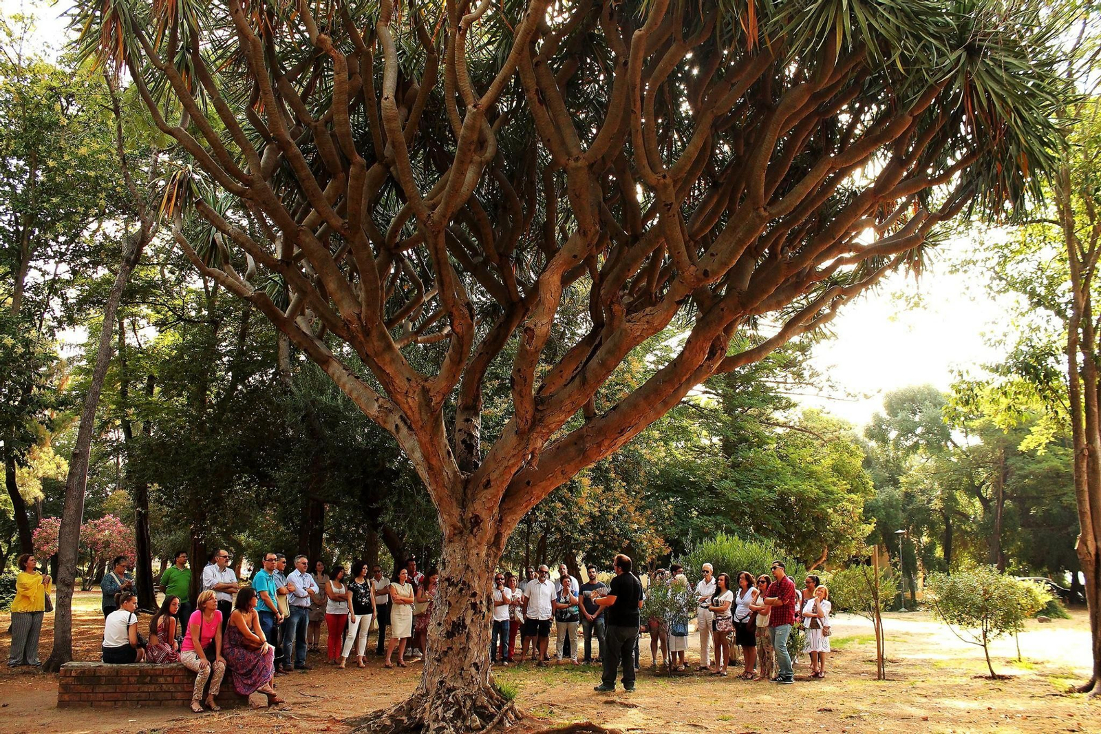 Explicación ante el drago del parque algecireño de Las Acacias