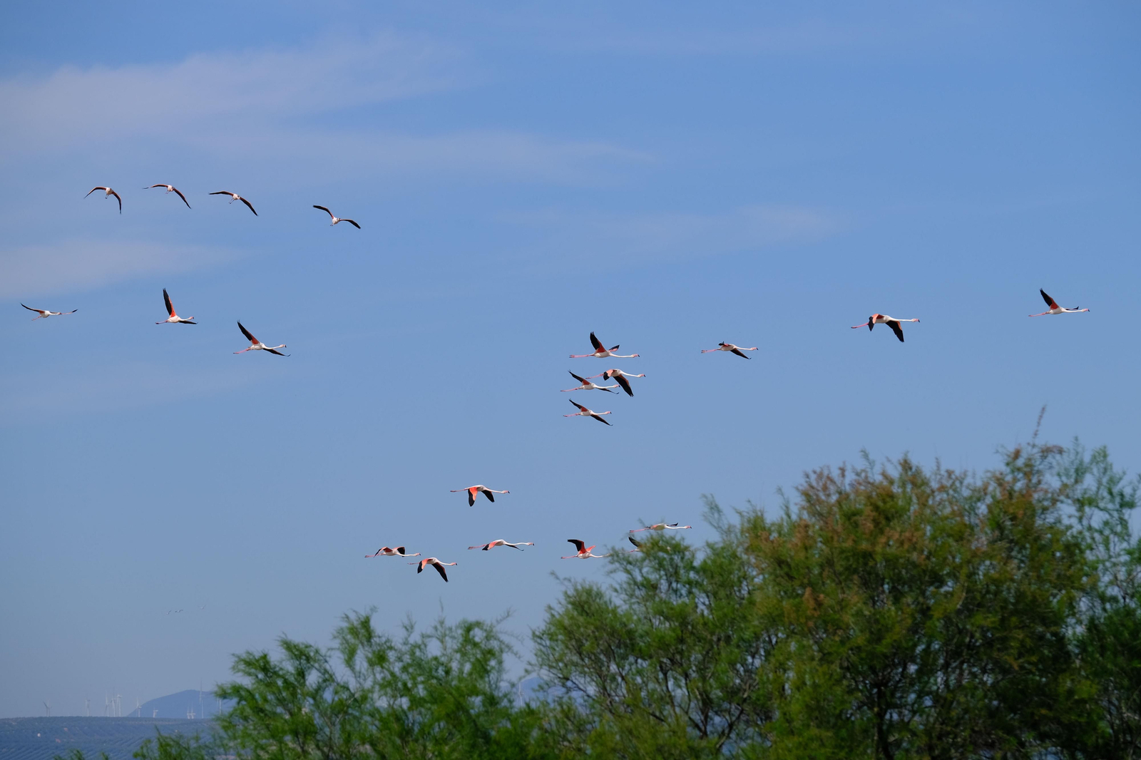 Miles de flamencos llegan a Fuente de Piedra tras las lluvias, en fotos.