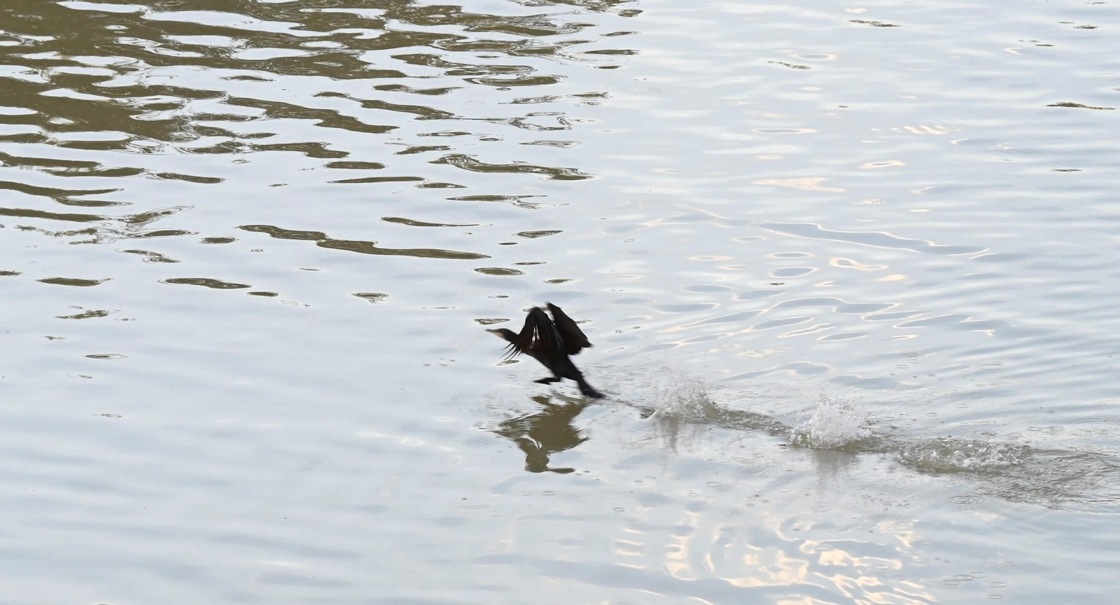 Las aves se reproducen en el río Guadalquivir a su paso por Córdoba, en imágenes