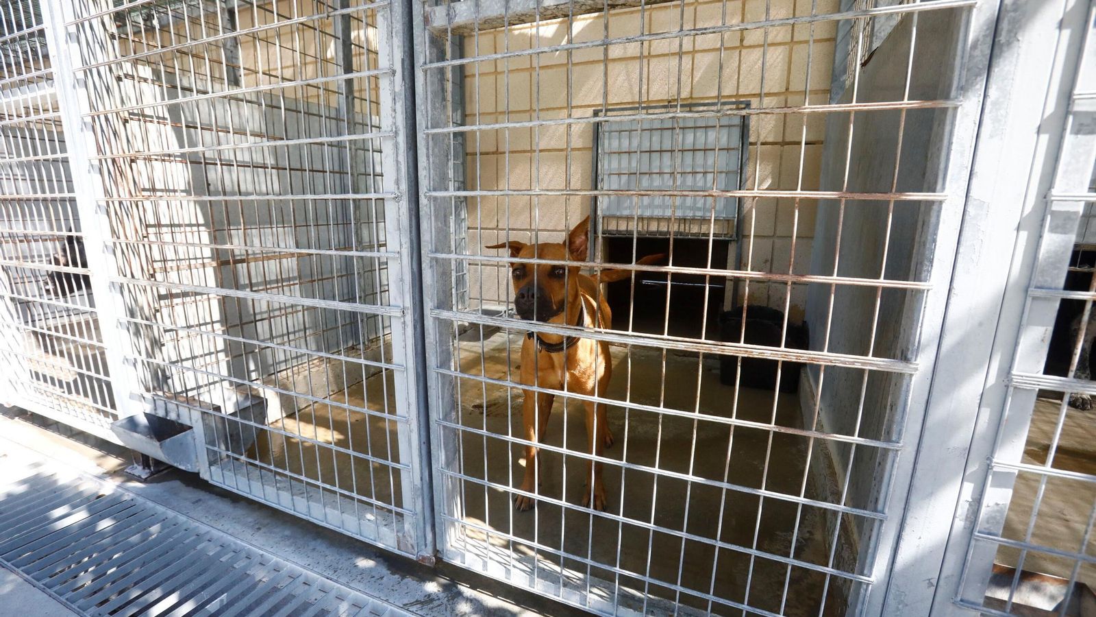 Un perro, en la zona destinada para ellos en el SBA. Un perro, en la zona destinada para ellos en el SBA.