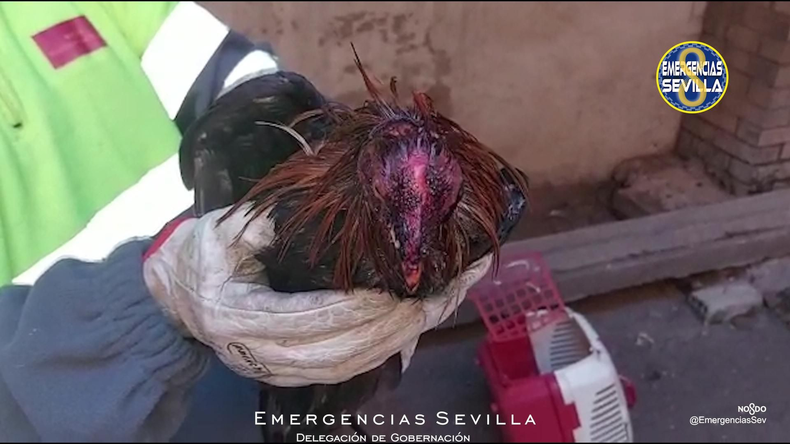 Uno de los gallos de pelea heridos hallados en la casa de Torreblanca.