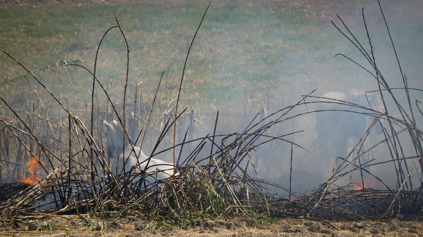 Muere un caballo después de que la manada fuese liberada