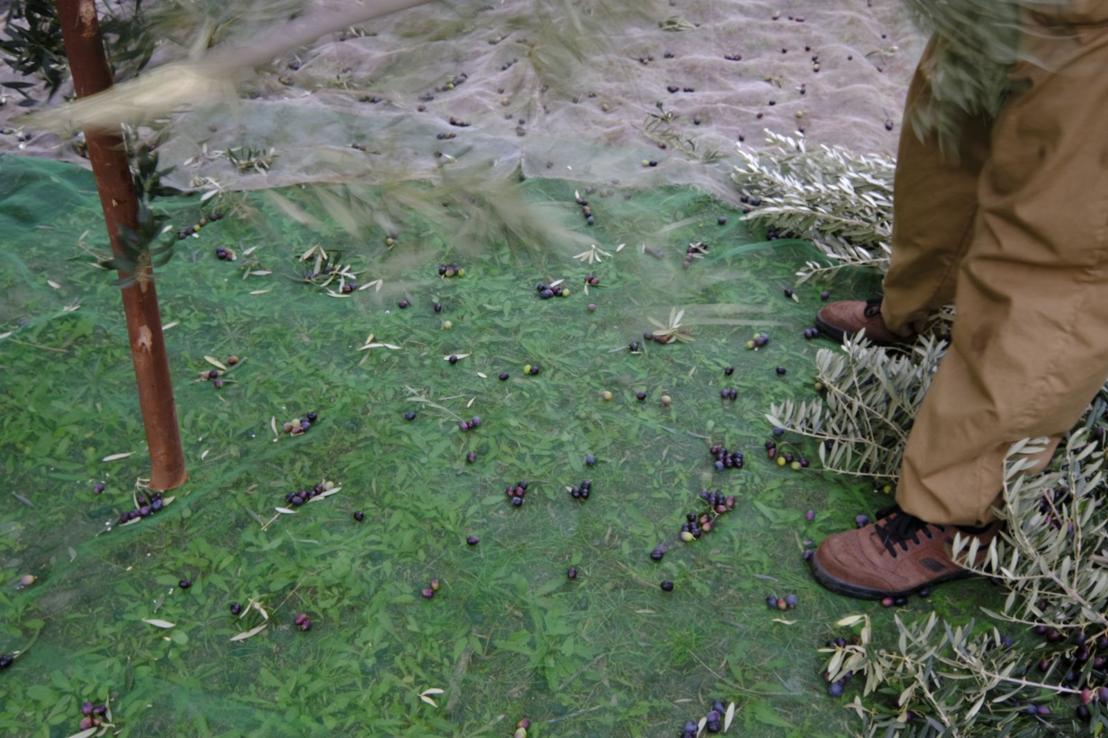 Fotogalería recolección aceituna en Abla. Almería