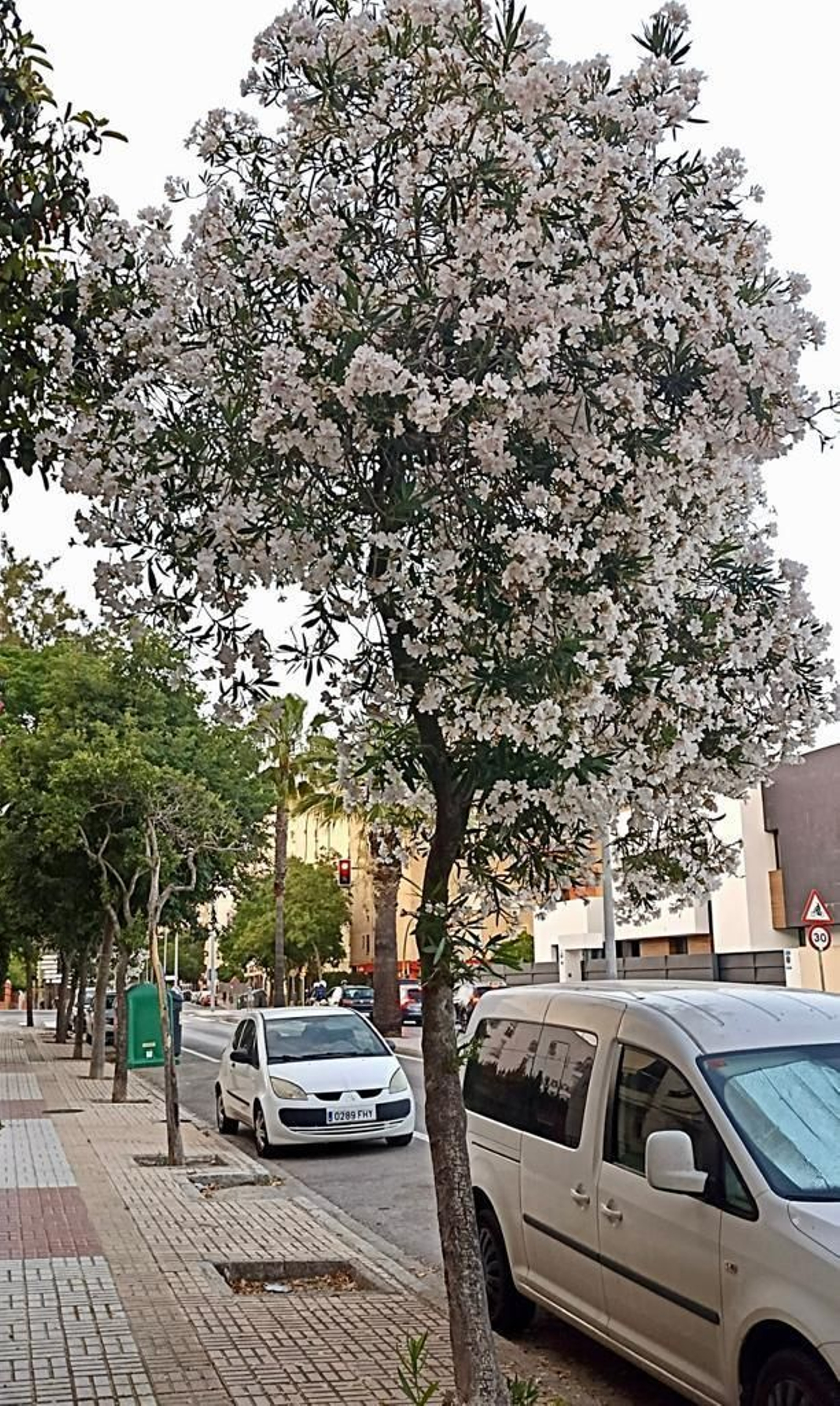 Adelfas en Duque de Abrantes.