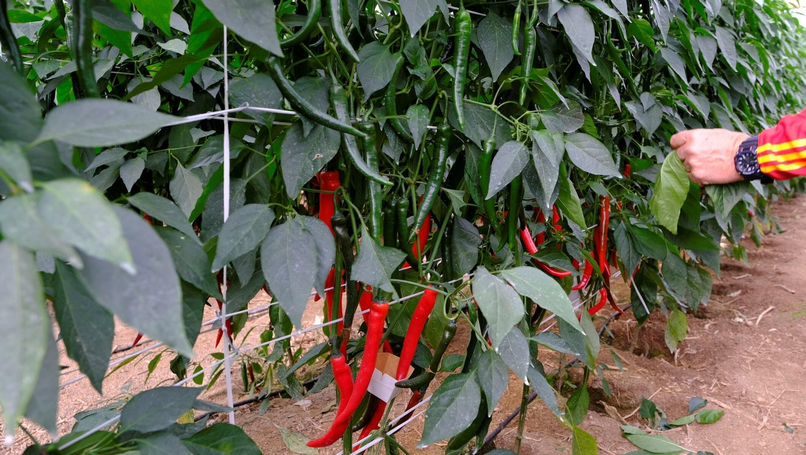 Vea la explotación de pimientos Paco Fernández en La Mojonera