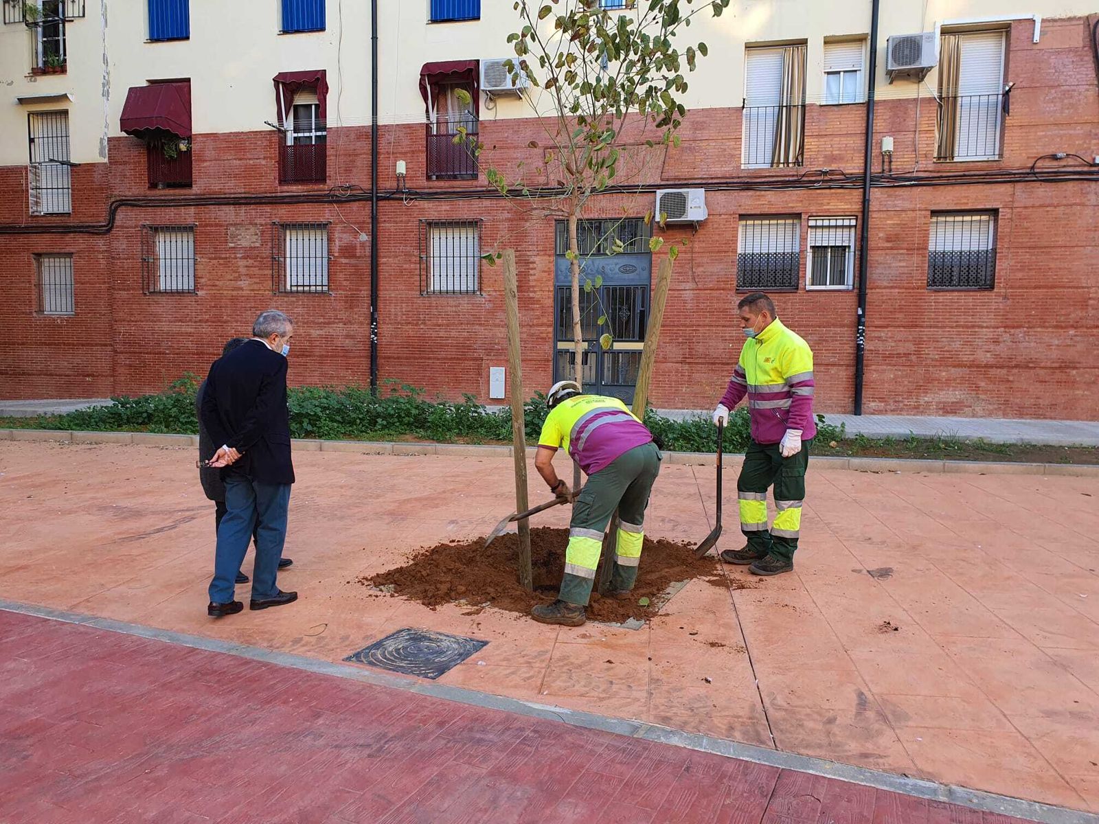Flores observa  a dos operarios plantar un árbol en un alcorque.