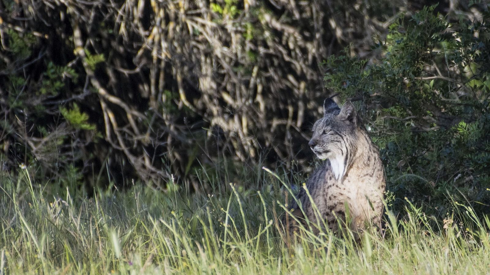 Uno de los linces ibéricos que conviven con 18 bisontes en semilibertad en la finca de El Encinarejo,