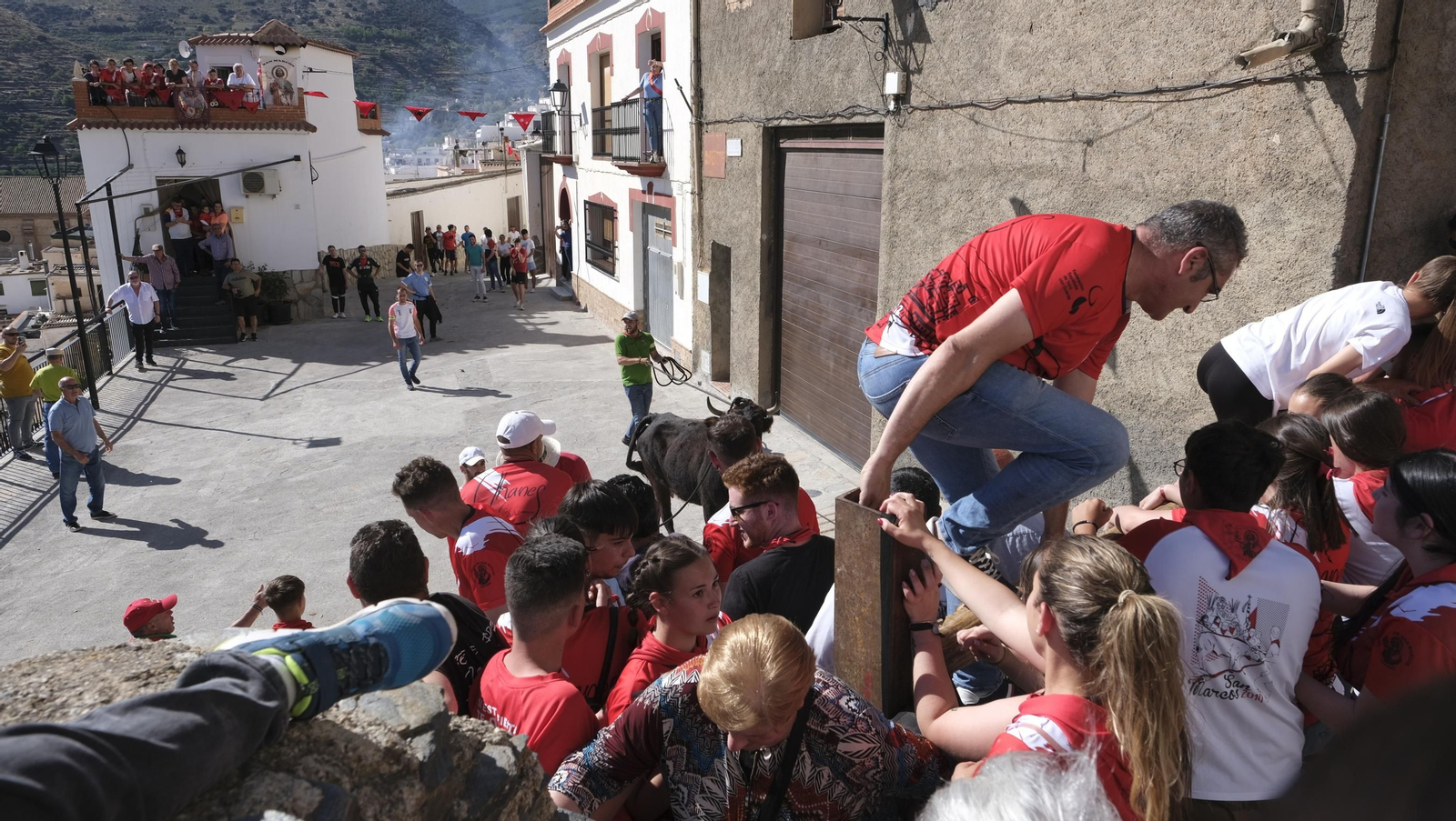Imágenes de los toros ensogaos y San Marcos, en las Fiestas de Ohanes