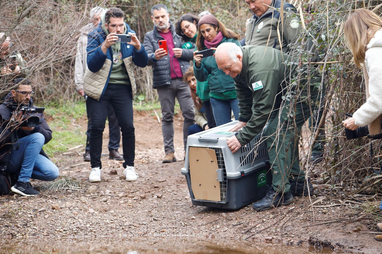 La suelta de la nutria recuperada en Córdoba, en imágenes La suelta de la nutria recuperada en Córdoba, en imágenes