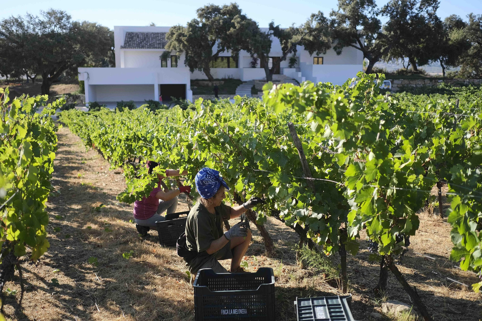 La vendimia de la Serranía de Ronda, en fotos.