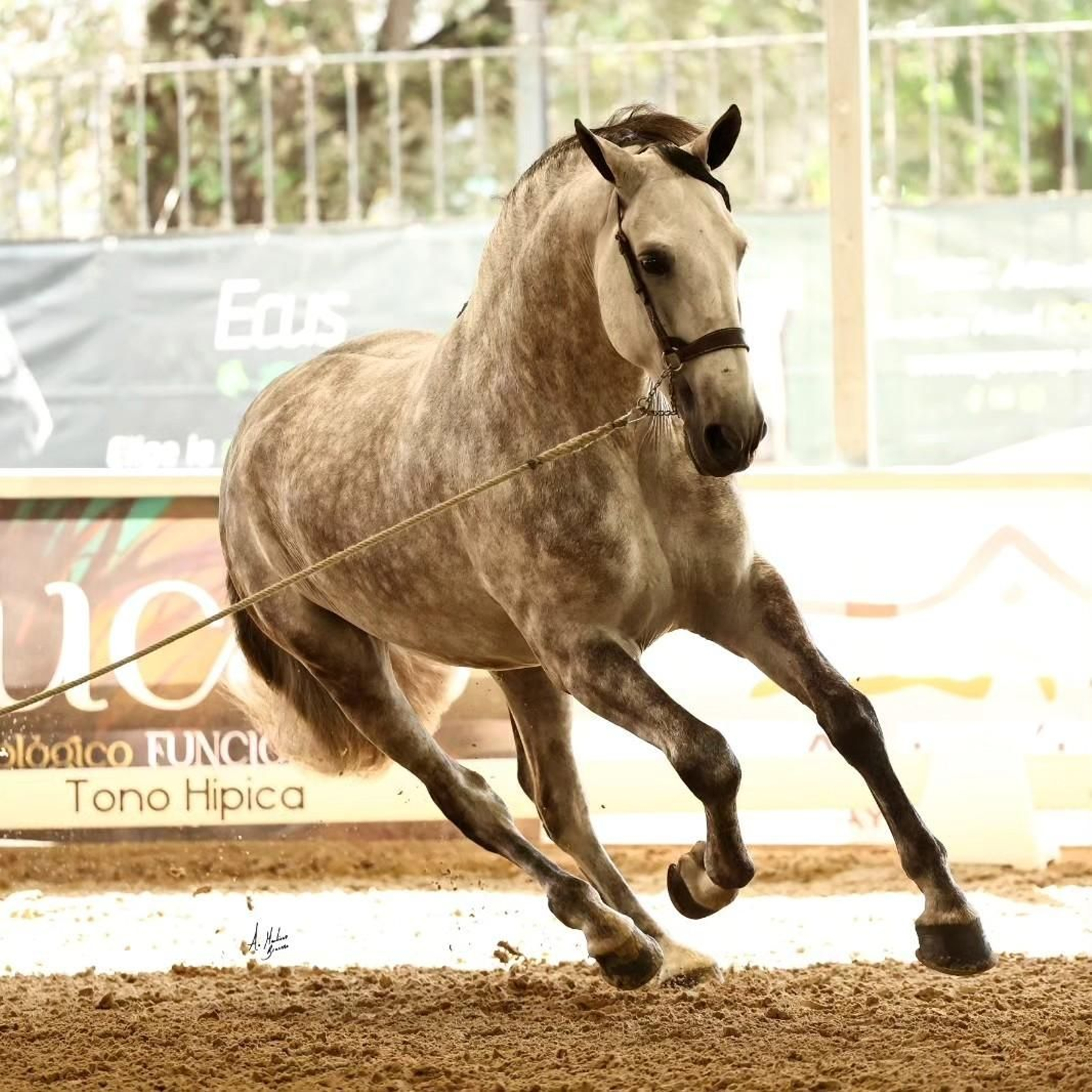 Así es el bello concurso de caballos de Andújar, en imágenes