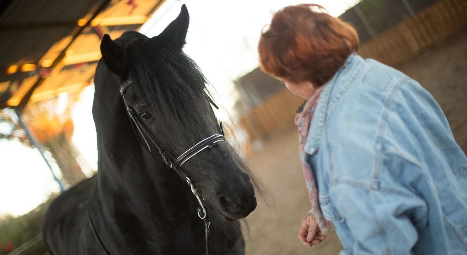 Eros, uno de los caballos del Centro Albero Ecuestre Almería