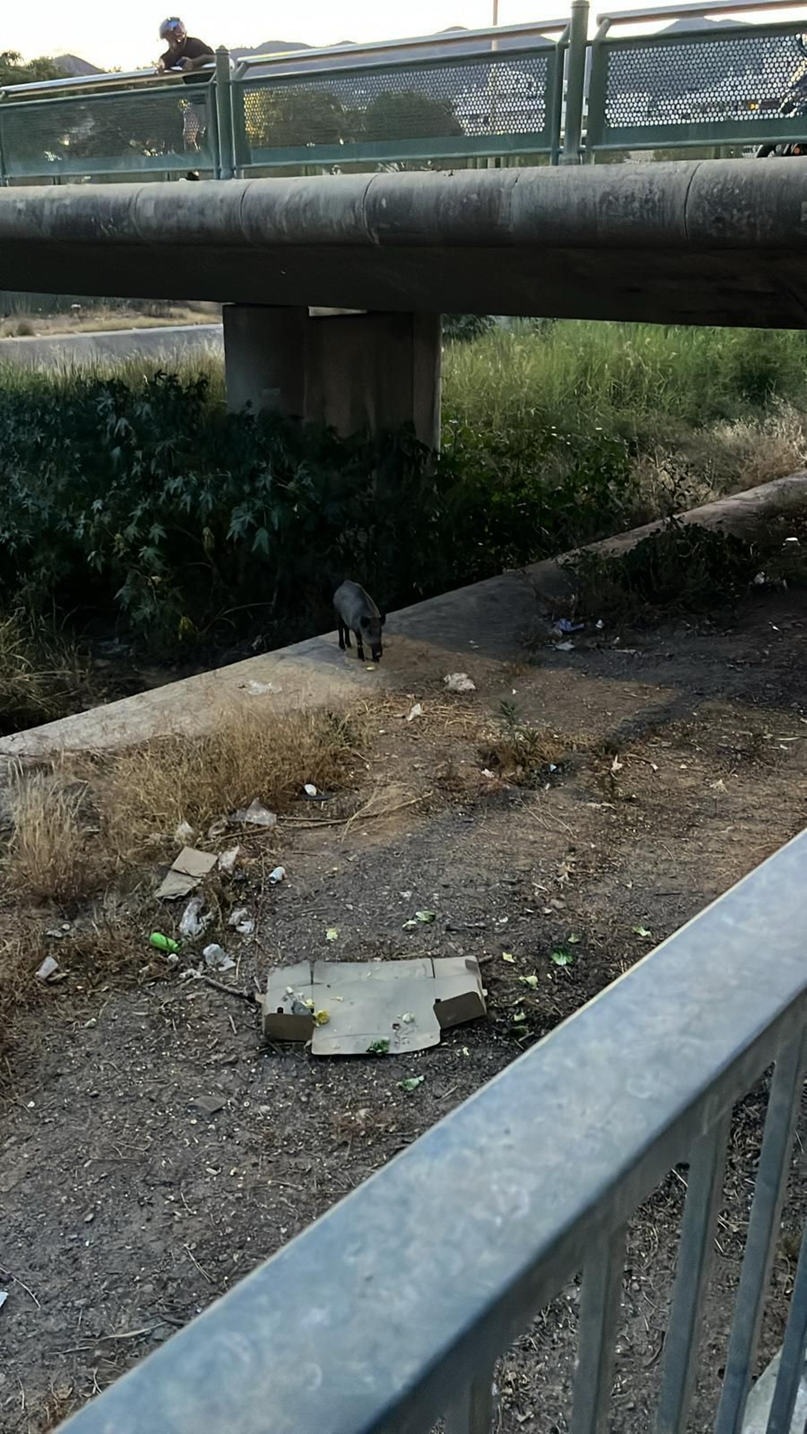 Uno de los jabalíes vistos en Ciudad Jardín. Uno de los jabalíes vistos en Ciudad Jardín.
