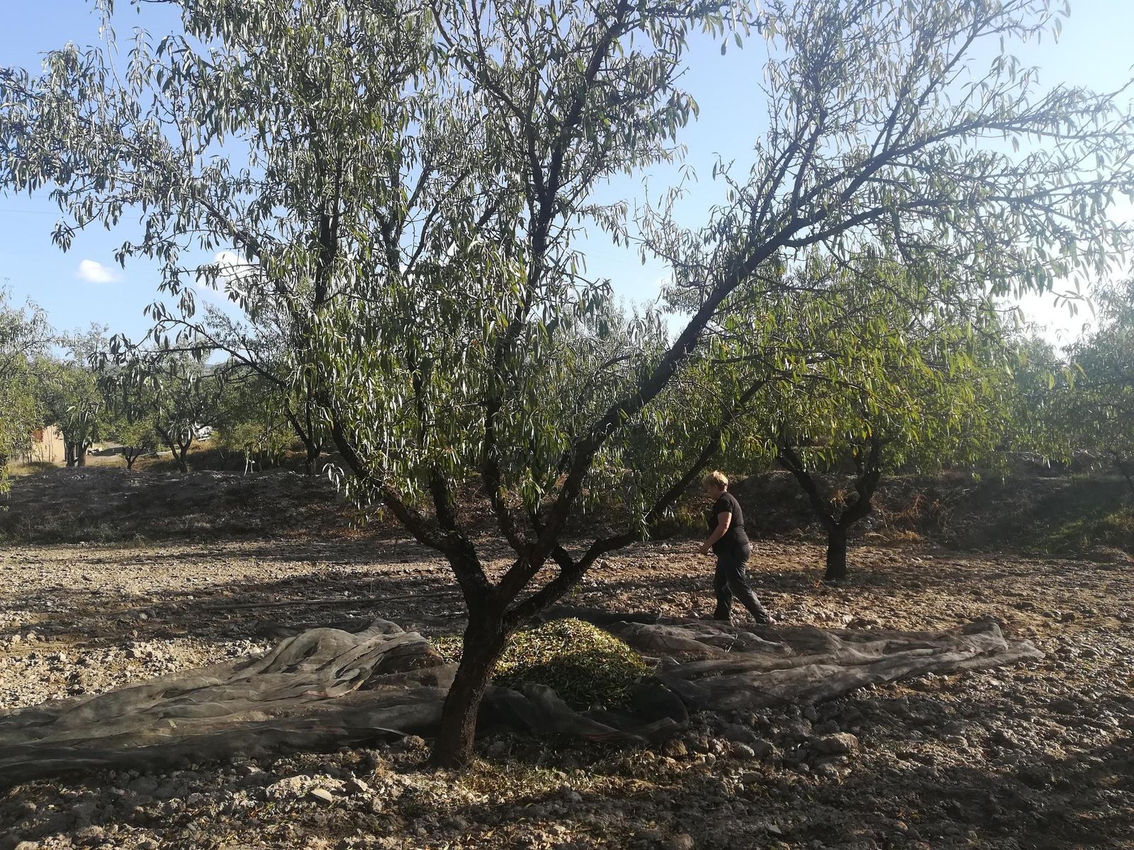 Luce buena campaña para la almendra