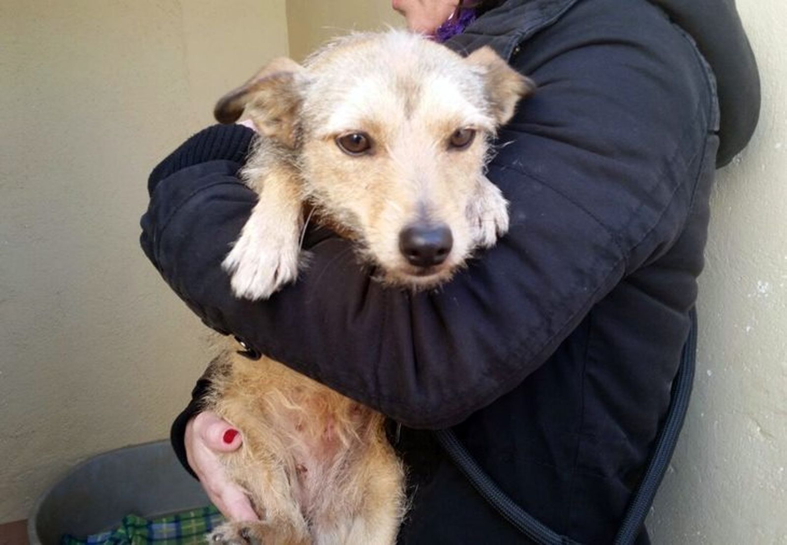 Rescatan a los perros abandonados.