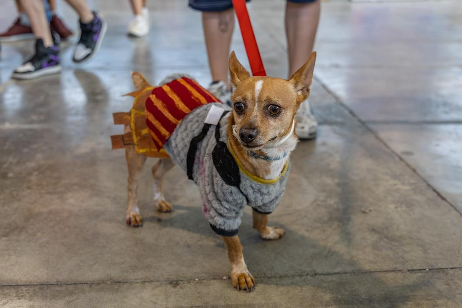 Jaén Go! en imágenes