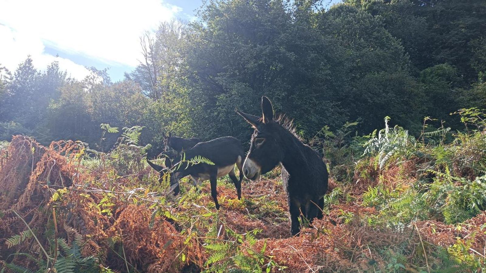 Asnos de Las Encartaciones, autóctonos de la zona.