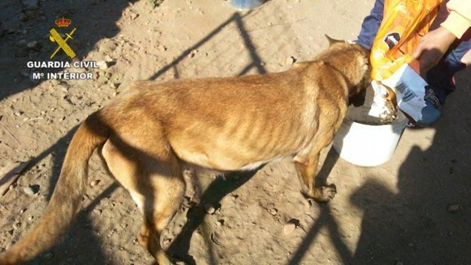 Los animales se encontraba en un deplorable estado.