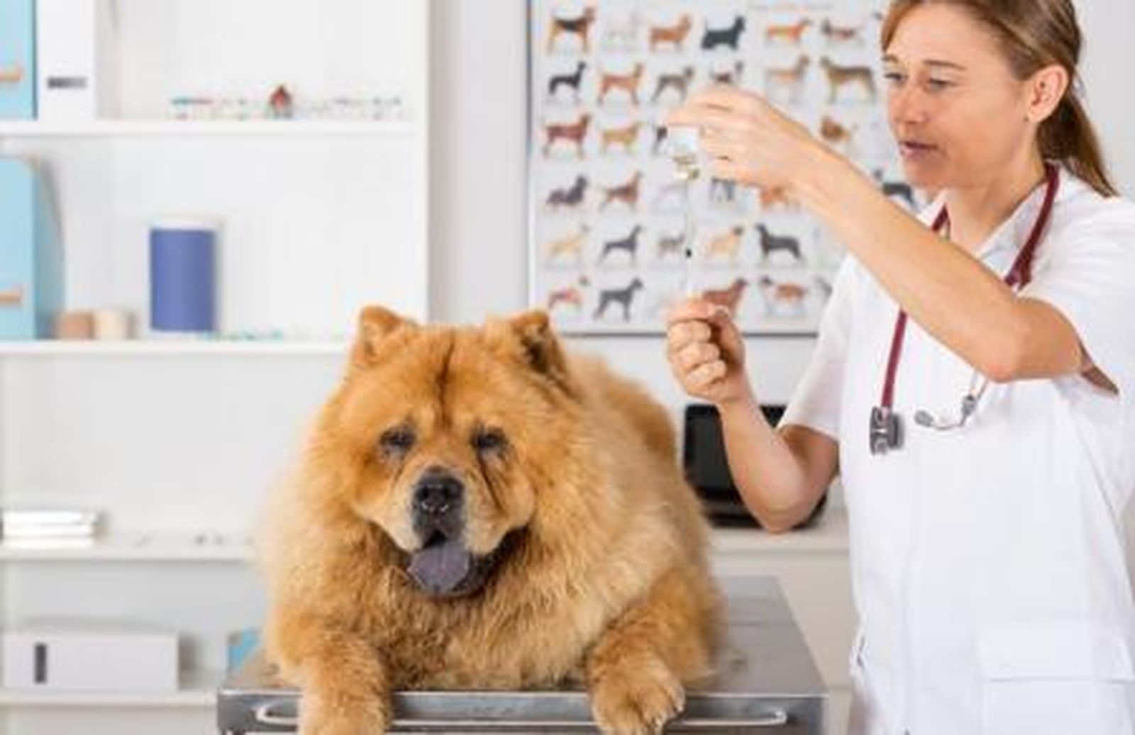 Piden que la Ley de Bienestar animal elimine la posibilidad de sacrificar animales por motivos económicos