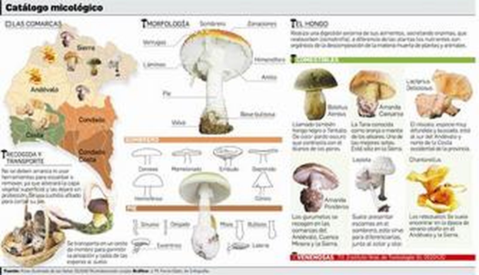 La seta se corta por la base con un cuchillo.