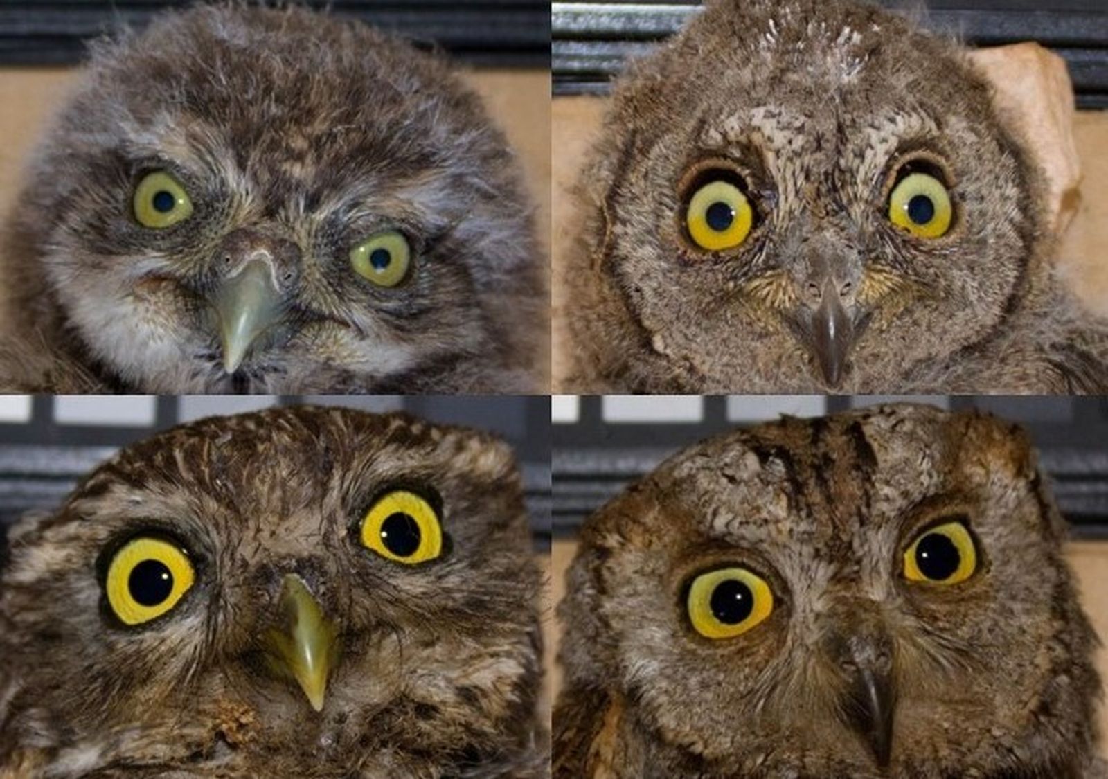 Un estudio del CSIC demuestra que el color del iris de los búhos juega un papel en la comunicación