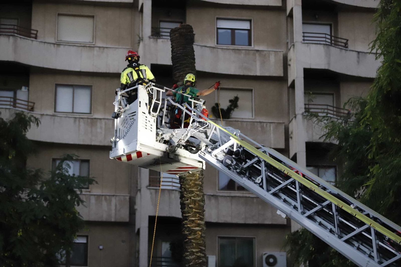 Las imágenes de la tala de la emblemática Palmera de Huelva