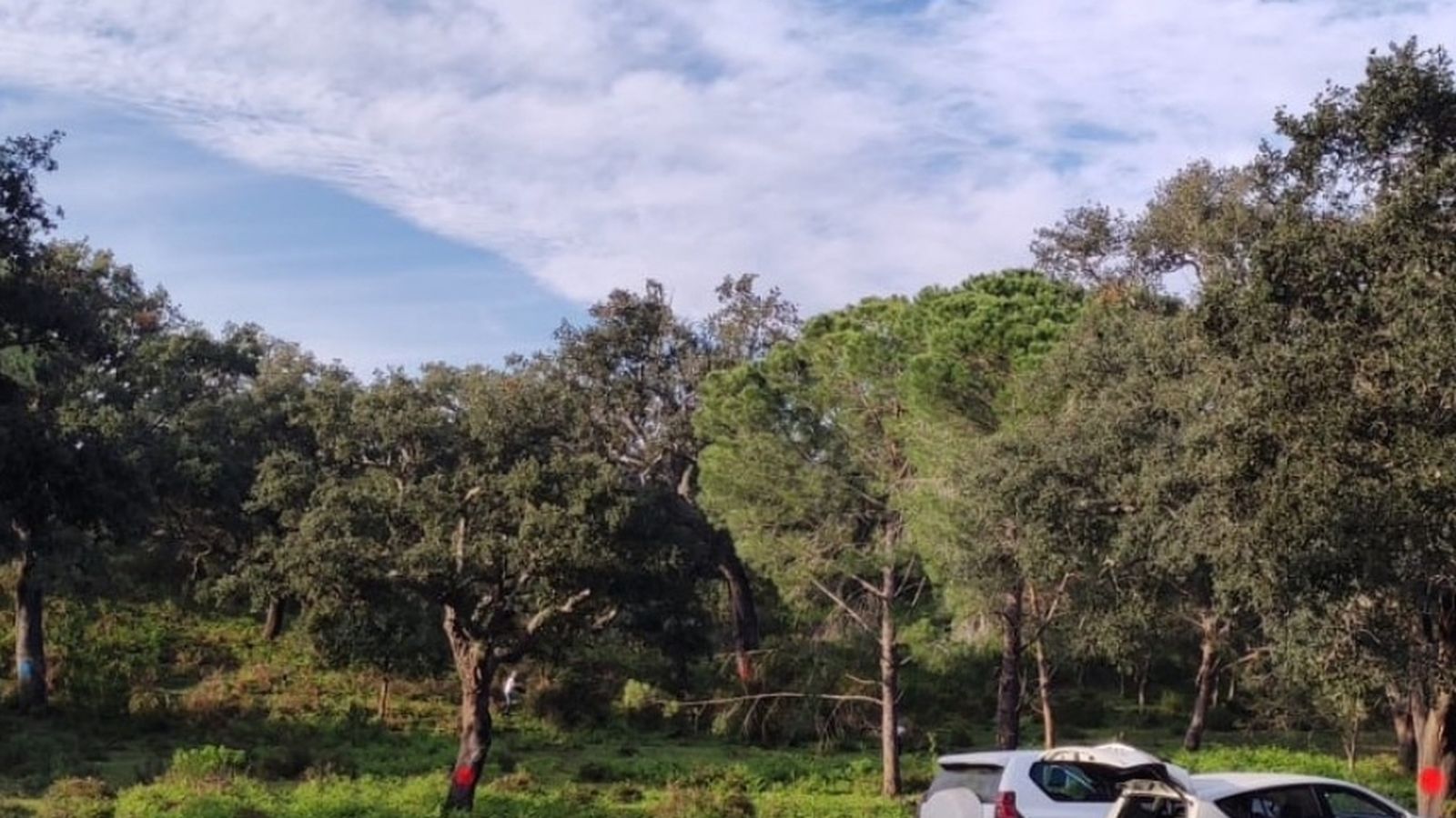 Árboles de La Almoraima, marcados de rojo, que forman parte del proyecto.