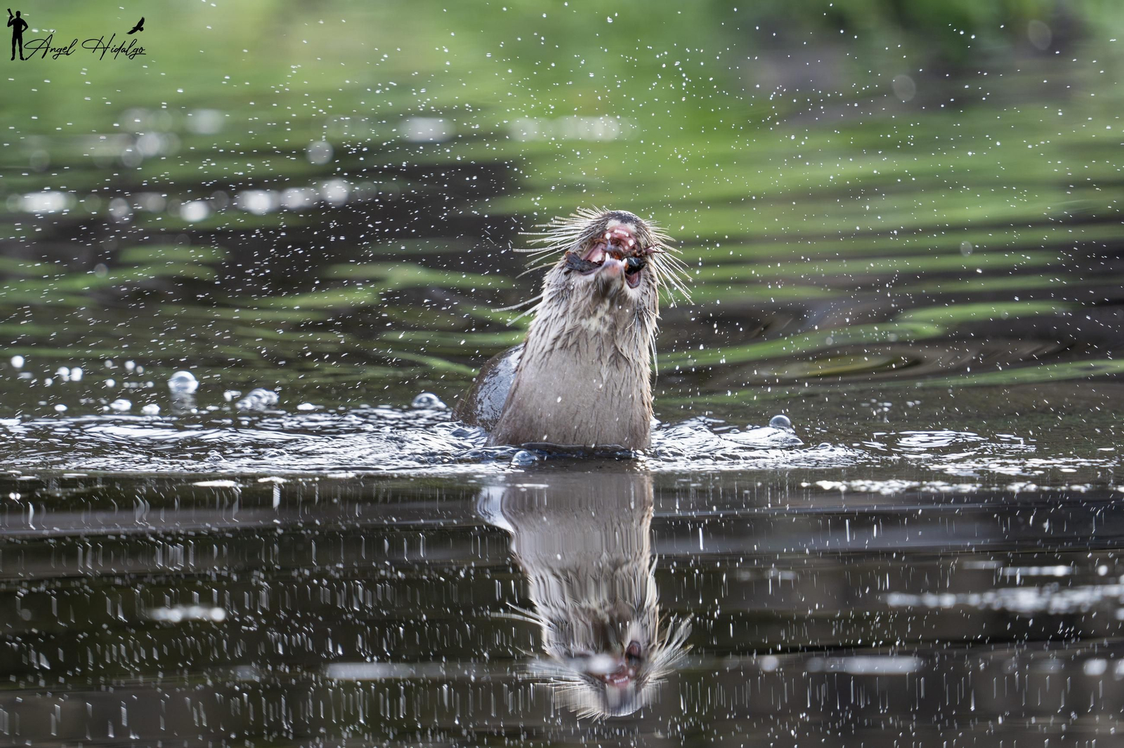 Ángel Hidalgo, el fotógrafo que inmortalizó al lince blanco Satureja: